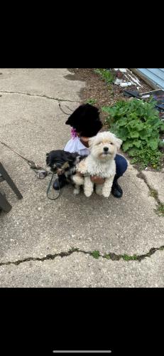 Lost Female Dog last seen E. 4th st and Jersey , Dayton, OH 45402