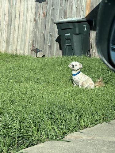 Lost Male Dog last seen Elms and Robinette, Killeen, TX 76549