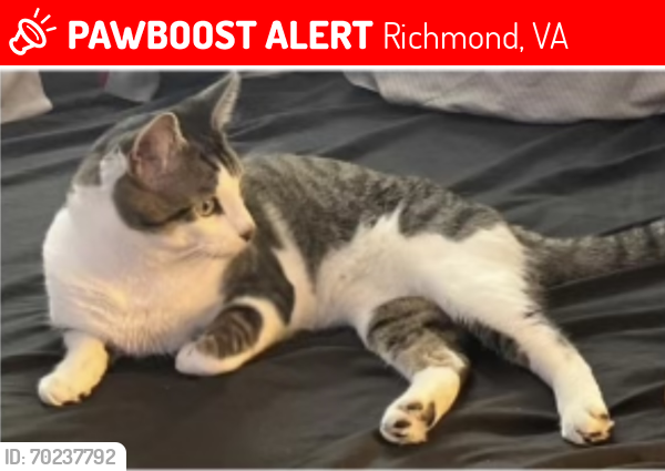 Lost Male Cat last seen Dumbarton, staples mills, Richmond, VA 23228
