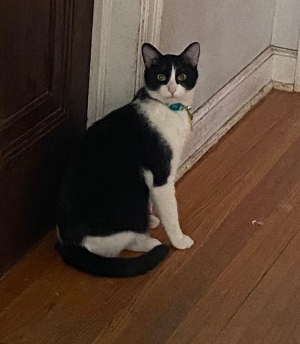 Lost Male Cat last seen Near 16th Ave S and 50th St., Minneapolis, MN 55417
