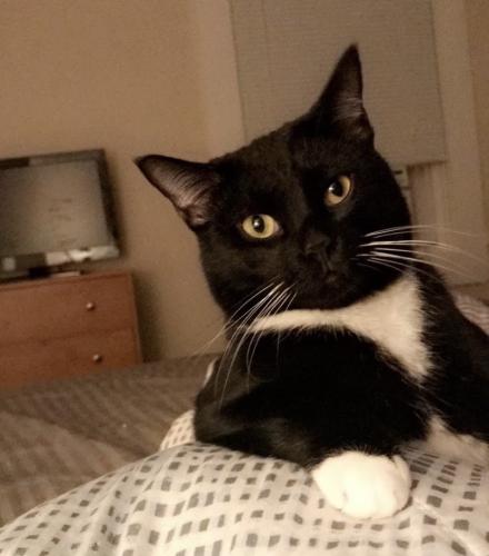 Lost Male Cat last seen Roup and Coral, Pittsburgh, PA 15206