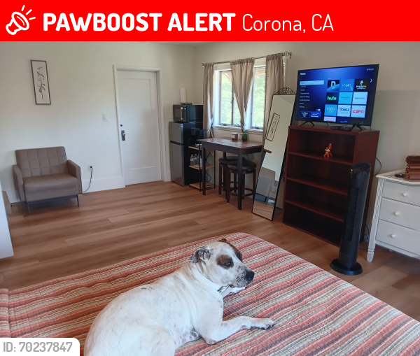 Lost Female Dog last seen Temescal Canyon road and el cerrito, ca, Corona, CA 92881