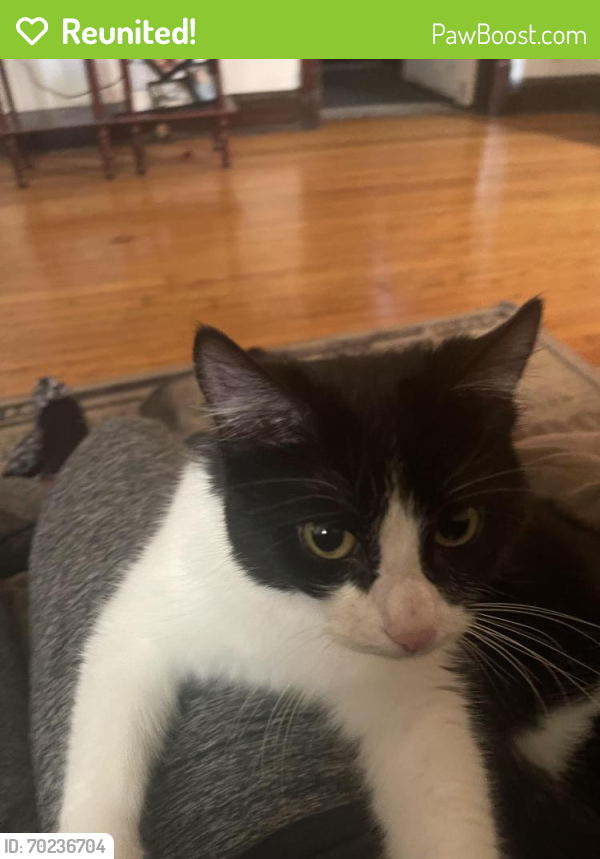 Reunited Female Cat last seen Near and Essex, Chicago, IL 60617