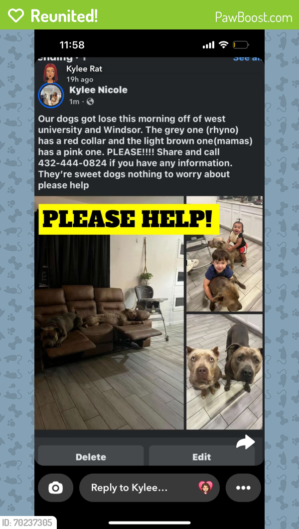 Reunited Female Dog last seen Odessa, Odessa, TX 79761