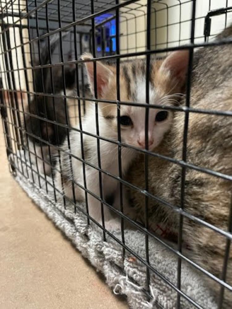 Shelter Stray Female Cat last seen Near BLOCK CARVER AVENUE, Austin, TX 78702