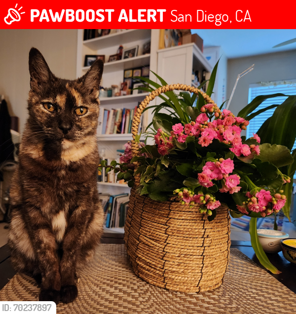 Deceased Female Cat last seen PB drive. Shasta st. Fortuna, Jewel, San Diego, CA 92109