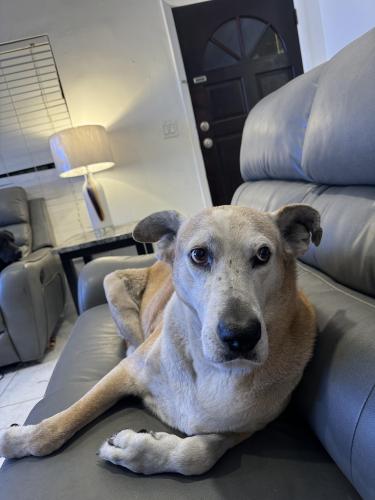 Lost Male Dog last seen N 46th Ave & Johnson St, Hollywood, FL 33021