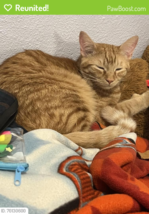 Reunited Male Cat last seen Myers Ave and Perris blvd, Moreno Valley, CA 92553