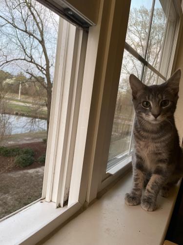 Lost Female Cat last seen She ran into the forest on the regent campus but in the direction of centerville turnpike, Virginia Beach, VA 23464