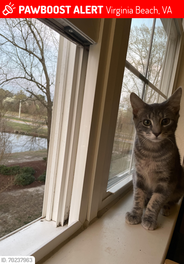 Lost Female Cat last seen She ran into the forest on the regent campus but in the direction of centerville turnpike, Virginia Beach, VA 23464