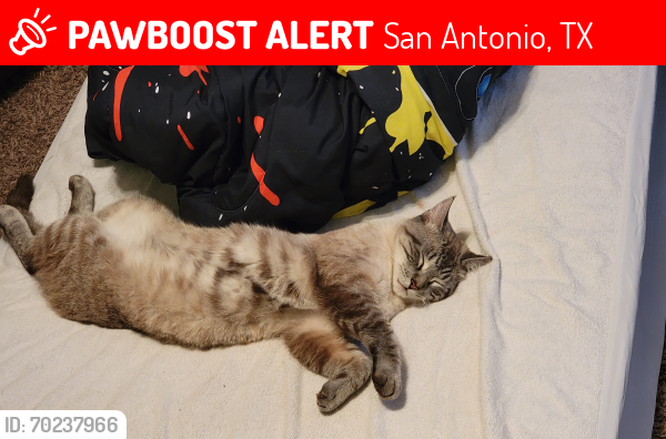 Lost Male Cat last seen Menard circle, San Antonio, TX 78245
