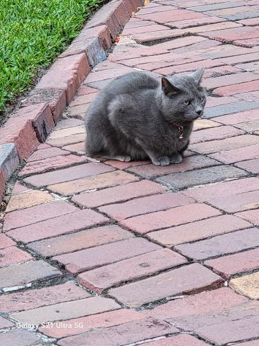Lost Male Cat last seen Grandview Ave, Sanford, Sanford, FL 32771