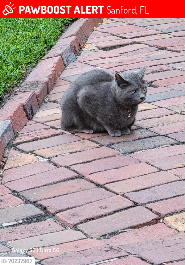 Deceased Male Cat last seen Grandview Ave, Sanford, Sanford, FL 32771