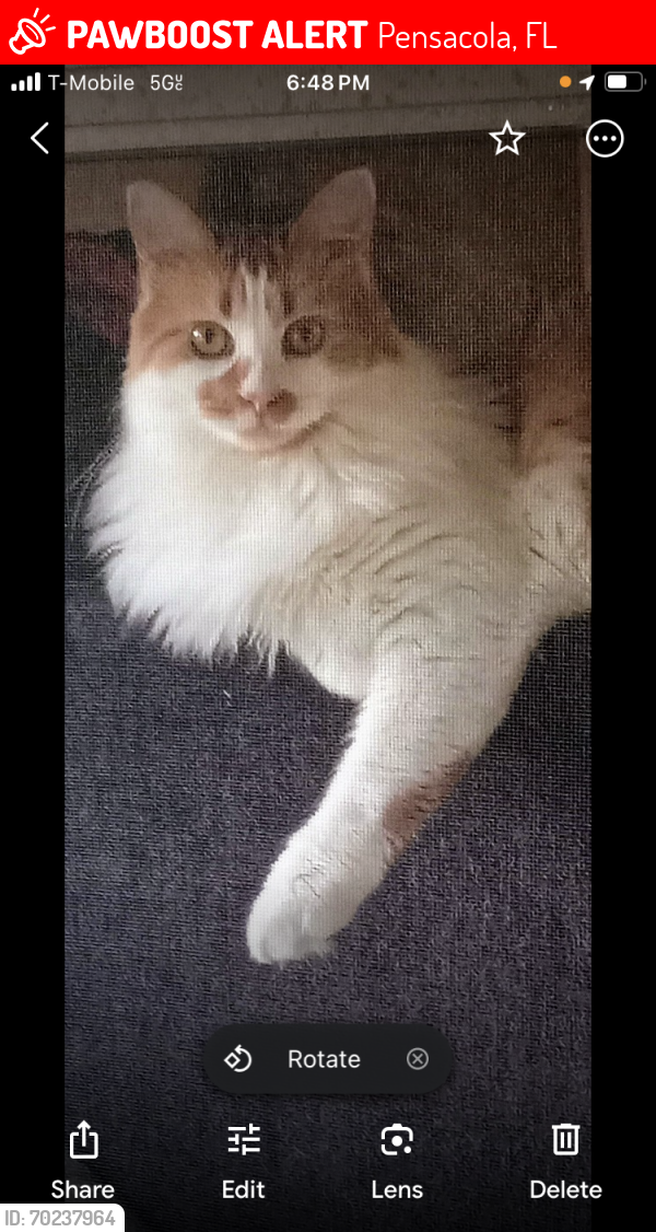 Lost Male Cat last seen Dogtrack and Tanton, Pensacola, FL 32506