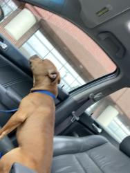 Lost Male Dog last seen Alhambra and s street, Sacramento, CA 95816
