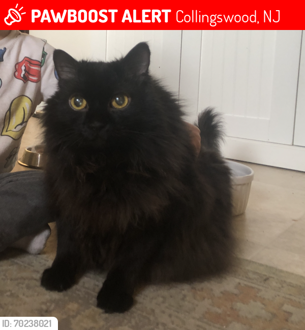 Lost Female Cat last seen Near block of Stokes Ave, Collingswood, NJ 08108