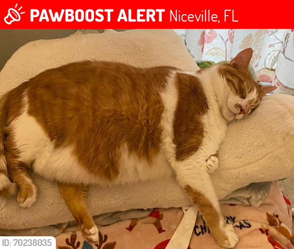 Lost Male Cat last seen On Kelly Rd in Niceville. Last seen at midnight , Niceville, FL 32578