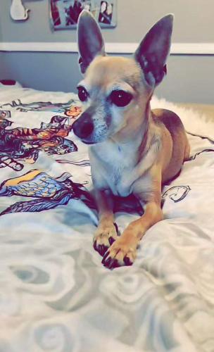 Lost Female Dog last seen 51st avenue and South East 101, Glendale, AZ 85308