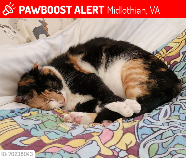 Lost Female Cat last seen Genito and Old Hundred, Midlothian, VA 23112
