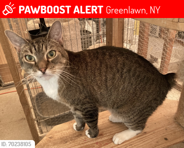 Lost Female Cat last seen off of Broadway, Greenlawn, NY 11740