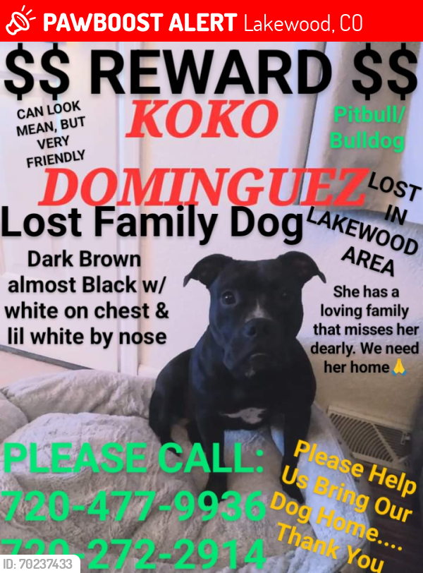 Lost Female Dog last seen Colfax & Wadsworth Blvd , Lakewood, CO 80215