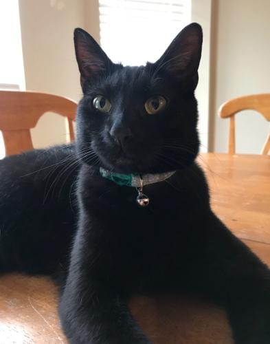 Lost Female Cat last seen In neighborhood between 71 and 81 and memorial- she got out at my parents hse and has not come back , Tulsa, OK 74133