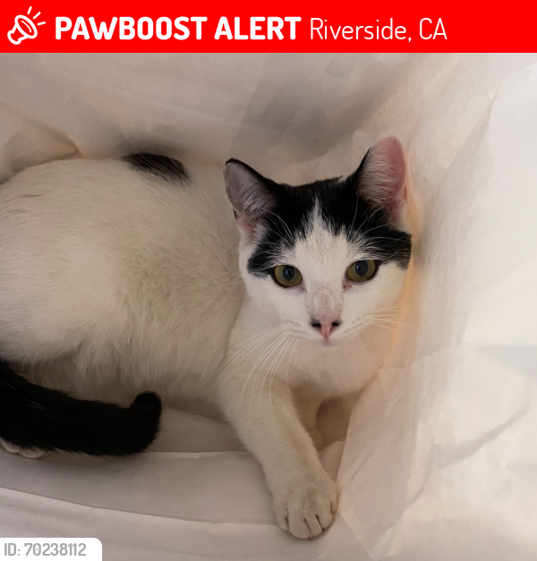 Lost Male Cat last seen Marisa ct in Riverside by Arlington High School on Jackson, Riverside, CA 92503