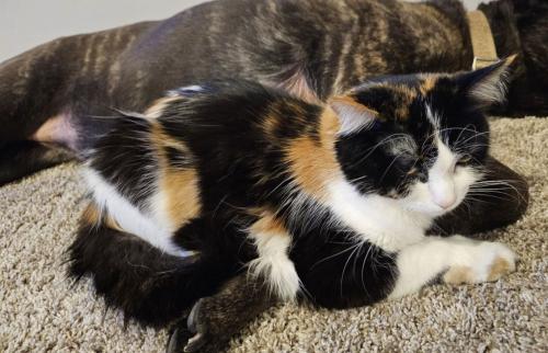 Lost Female Cat last seen Pine Grove neighborhood on Heidelberg Way & Hayes Ave. Also seen by Cherryview Elementary School. Was spotted 4/26 and possibly injured. , Lakeville, MN 55044