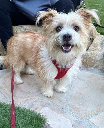 Lost Male Dog last seen Pup culture rescue (purple building), Pasadena, CA 91101