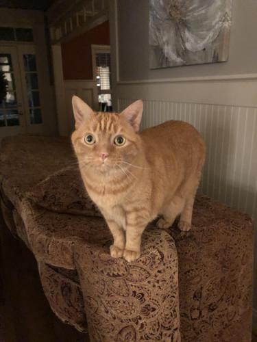 Lost Male Cat last seen Brackenridge neighborhood fuquay varina , Holly Springs, NC 27540
