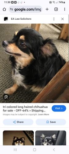 Lost Male Dog last seen housing area, will text more if needed, Van, TX 75790