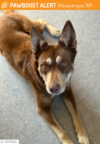 Lost Female Dog last seen Rio bravo, Coors Blvd Albuquerque nm, Bernalillo County, NM 87121