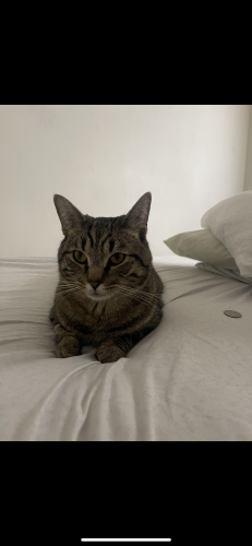 Lost Male Cat last seen 56th and Sunnyside , Indianapolis, IN 46235