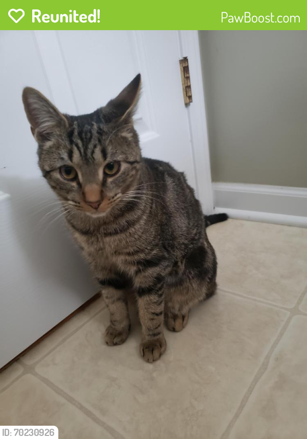 Reunited Male Cat last seen Jester Dr. and Sus Dr., Macomb, MI 48044