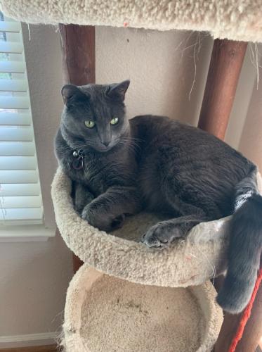 Lost Male Cat last seen Woodrose Way, Central Ave, Livermore, CA 94551