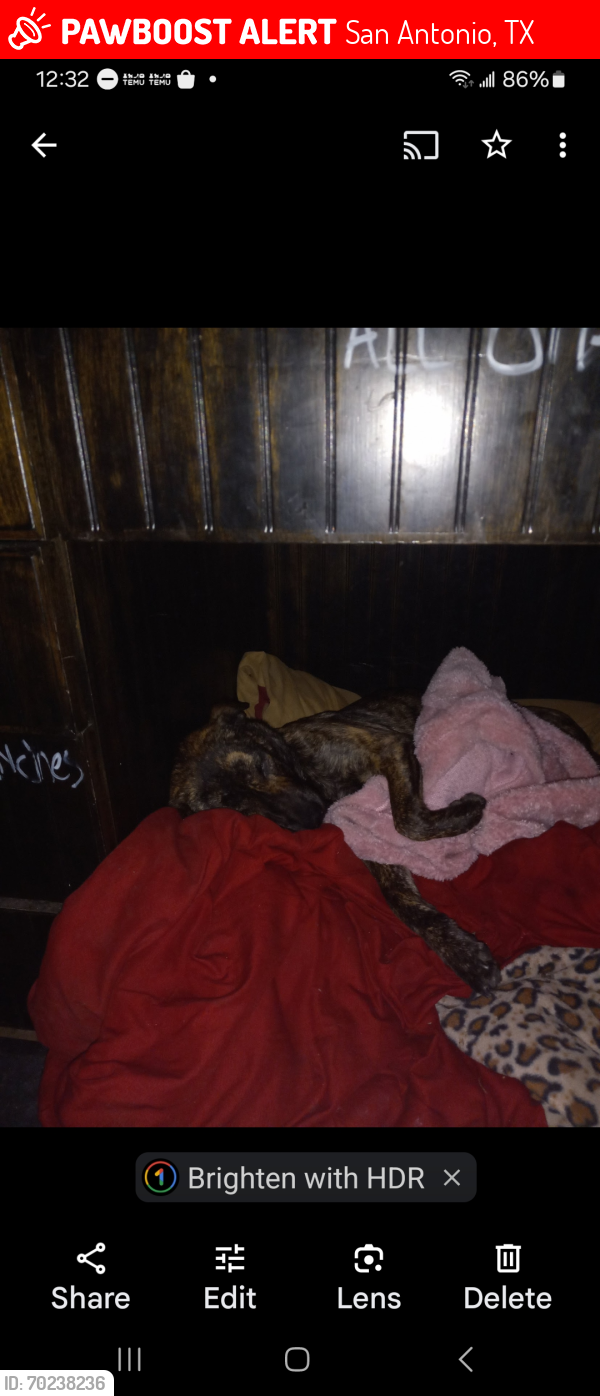 Lost Female Dog last seen Woodlawn park, San Antonio, TX 78213