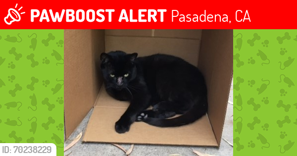 Lost Female Cat last seen Near Alpine, Pasadena, CA 91106