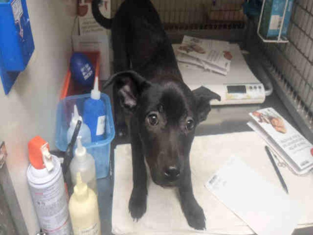 Shelter Stray Female Dog last seen SPRING VALLEY, Bonita, CA 91902