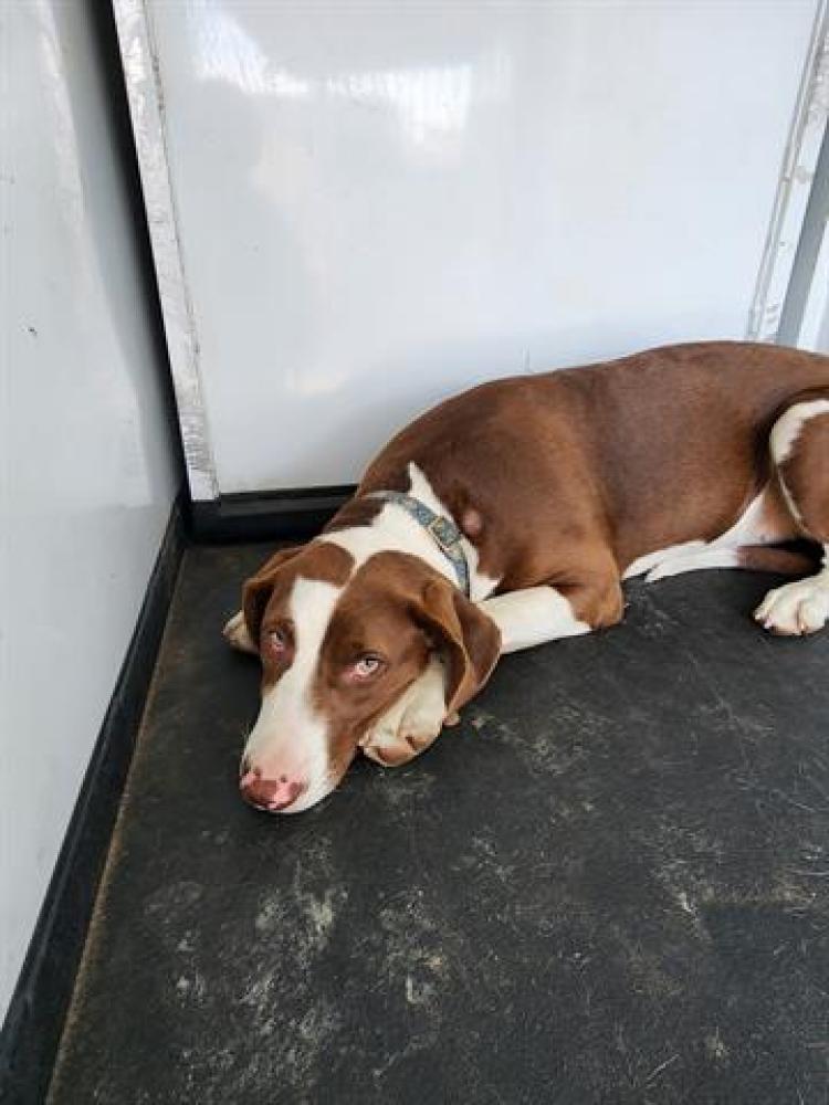 Shelter Stray Female Dog last seen HEIGHT ST/ HALEY ST, BAKERSFIELD,CA, Bakersfield, CA 93307