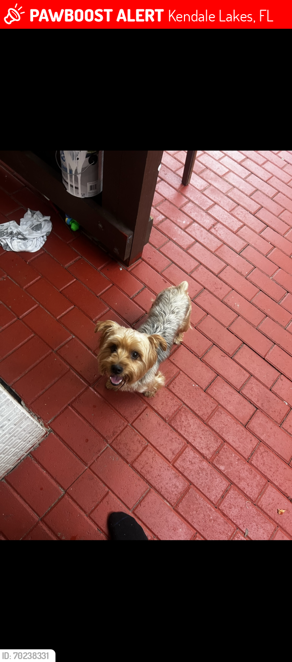 Lost Male Dog last seen Royal green park, Kendale Lakes, FL 33183
