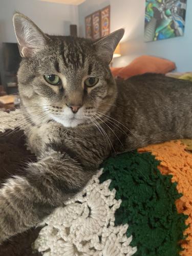 Lost Male Cat last seen Arroyo Doble and Whitetail Dr, Manchaca, TX 78652