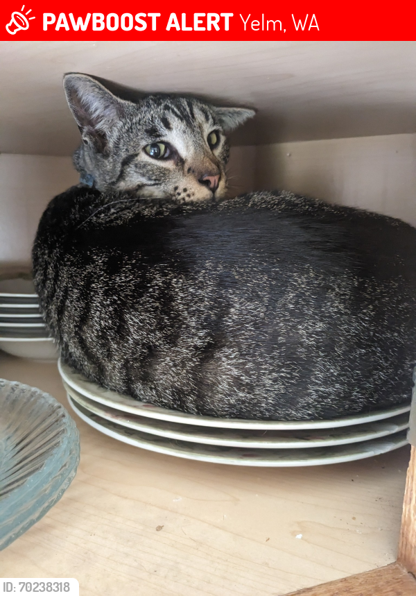 Lost Male Cat last seen Near and George Rd SE, Yelm, WA 98597