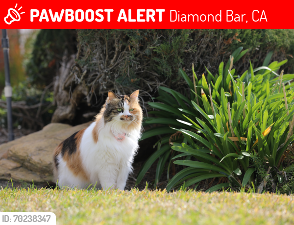 Lost Female Cat last seen Near banner ridge rd, Diamond Bar, CA 91765