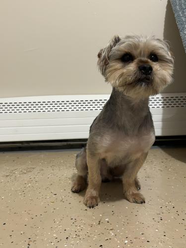 Lost Male Dog last seen 224th street between 141st Ave and 141st rd, Queens, NY 11413