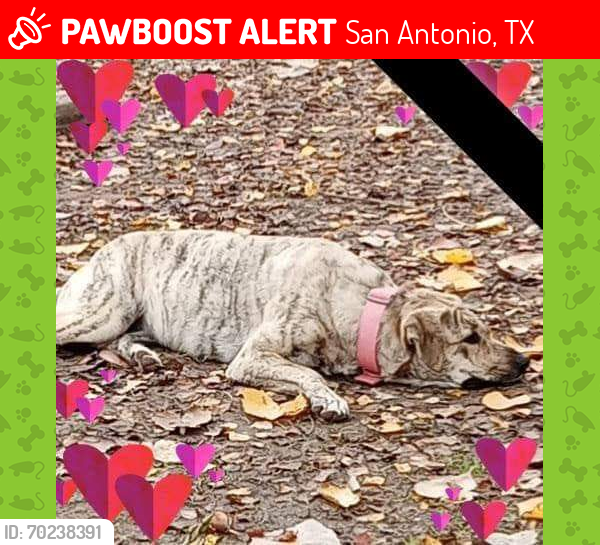 Lost Female Dog last seen Aspca, San Antonio, TX 78227