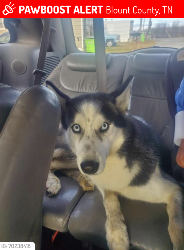 Lost Male Dog last seen Last seen on Boulder Street in Rockford, Tn. , Blount County, TN 37804