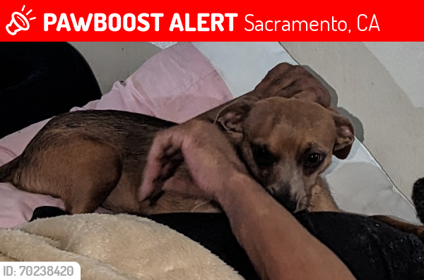 Lost Male Dog last seen Traction ave altos lompas, Sacramento, CA 95815