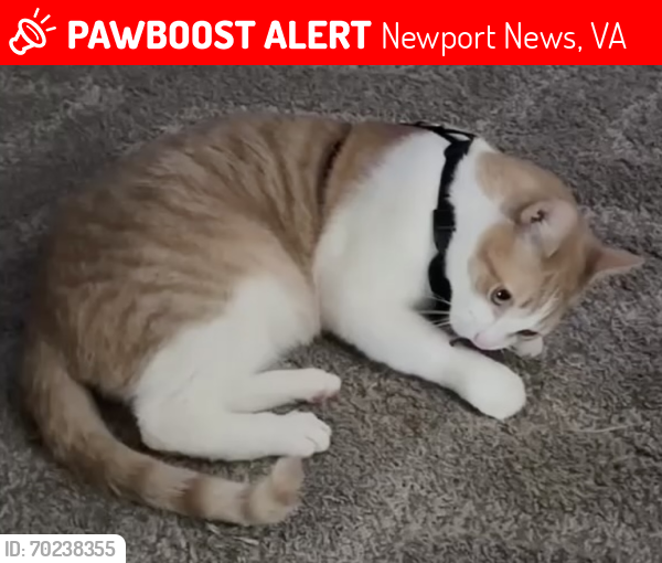 Lost Male Cat last seen Black Twig / Colony Road Newport News, Va, Newport News, VA 23602