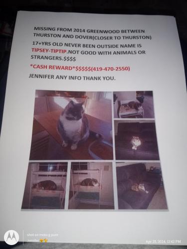 Lost Female Cat last seen Greenwood closest to Thurston , Toledo, OH 43605