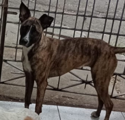 Lost Female Dog last seen Rua marapitanas, Vila Lais, SP 03611-010